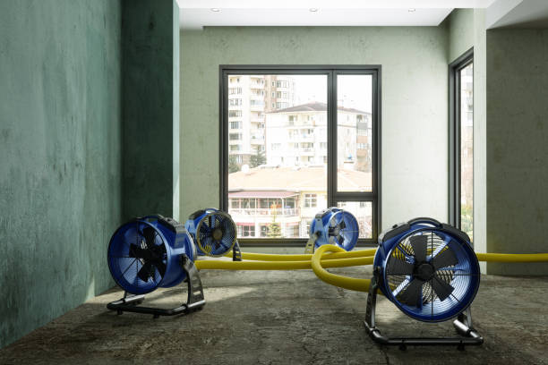 Best Mold removal after water damage  in Midlothian, VA